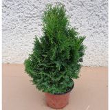 THUJA OCCIDENTALIS MIKY - Tuja ZÁPADNÁ MIKY