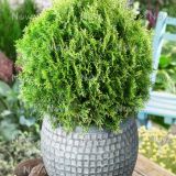THUJA OCCIDENTALIS RHEINGOLD - Tuja ZÁPADNÁ RHEINGOLD