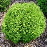 THUJA OCCIDENTALIS TINY TIM - Tuja ZÁPADNÁ TINY TIM