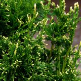 THUJA PLICATA CAN-CAN kont 7