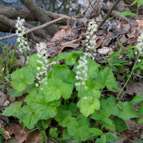 TIARELLA (druhy) kont P9