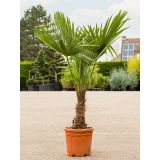 TRACHYCARPUS FORTUNEI - Palma KONOPNÁ