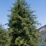 TSUGA CANADENSIS - Jedľovec KANADSKÝ