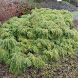 TSUGA CANADENSIS JEDDELOH - Jedľovec KANADSKÝ JEDDELOH