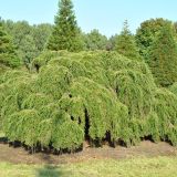 TSUGA CANADENSIS PENDULA kont 80 / 200-250 - Jedľovec KANADSKÝ PENDULA