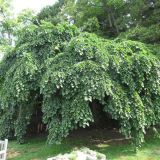 ULMUS GLABRA CAMPERDOWNII kont / 200-250 - Brest HORSKÝ CAMPERDOWNII