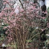 VIBURNUM BODNANTENSE DAWN - Kalina SKORÁ DAWN
