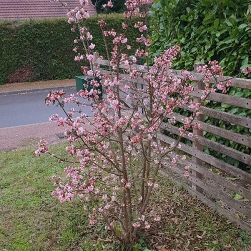 VIBURNUM BODNANTENSECHARLES LAMONT kont 10 / 40-50