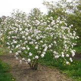 VIBURNUM BURKWOODII kont 10 / 30-40 -