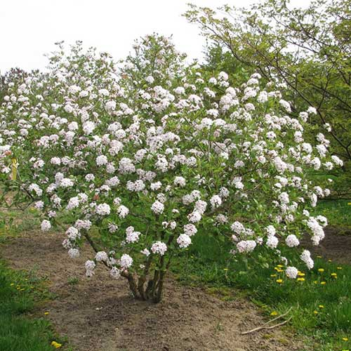 VIBURNUM BURKWOODII kont 10 / 30-40