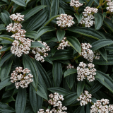 VIBURNUM DAVIDII kont 2 / 25-30 -
