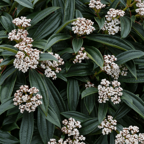 VIBURNUM DAVIDII kont 2 / 25-30