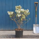 VIBURNUM ESKIMO kont 7