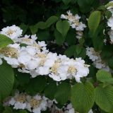 VIBURNUM PLICATUM GRANDIFLORUM kont 4 / 40-50 - Kalina JAPONSKÁ