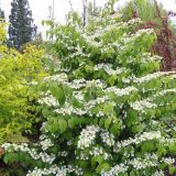 VIBURNUM PLICATUM KILIMANDJARO - Kalina JAPONSKÁ