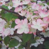 VIBURNUM PLICATUM KILIMANDJARO SUNRISE ® kont 20 / 150-175 - Kalina JAPONSKÁ