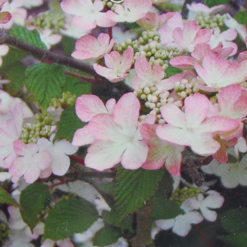 VIBURNUM PLICATUM KILIMANDJARO SUNRISE ® kont 20 / 150-175