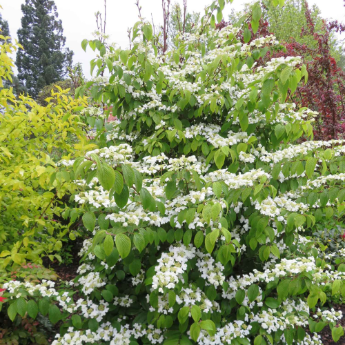 VIBURNUM PLICATUM KILIMANDJARO