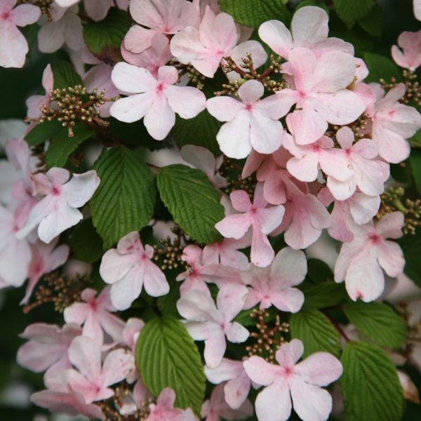 Viburnum Plicatum Pink Beauty Kont 3 / 30-40 - Kalina Japonská