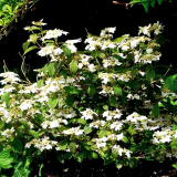 Viburnum Plicatum Watanabe Kont 3 / 30-40 - Kalina Japonská