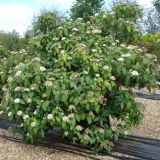 VIBURNUM RHYTIDOPHYLLUM kont / 100-125 - Kalina VYSOKÁ