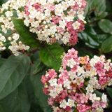 VIBURNUM TINUS EVA PRICE kont 2