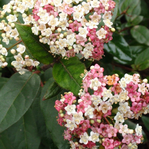 VIBURNUM TINUS EVA PRICE kont 2,5