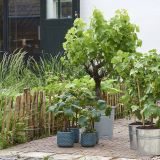 Vinič VITIS VINIFERA - Vinič VITIS VINIFERA