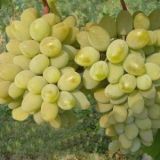 Vinič VITIS VINIFERA IZA ZALIWSKA (biele) - Vinič VITIS VINIFERA IZA ZALIWSKA (biele)