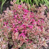 WEIGELA ALL SUMMER MONET - Vajgela ALL SUMMER MONET