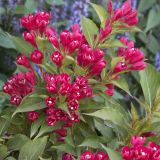 WEIGELA ALL SUMMER RED - Vajgela ALL SUMMER RED