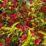 WEIGELA FLORIDA GOLDEN JEANS kont 2 / 20-30 - Vajgela FLORIDA GOLDEN JEANS