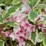 WEIGELA FLORIDA NANA VARIEGATA - Vajgela FLORIDA NANA VARIEGATA