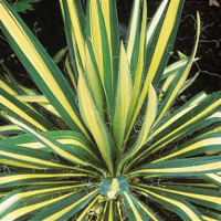 Yucca Flaccida Golden Sword Kont 7-10
