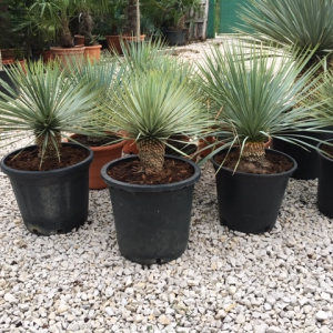 Yucca Rostrata Kont 10